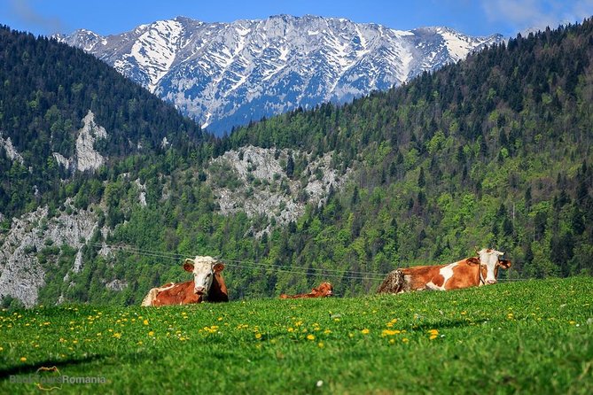 3-Day Tour from Bucharest: Transylvania Villages and Medieval Towns - Day 3: Brasov Old Town, a Possible Cable Car View, and the Return to Bucharest