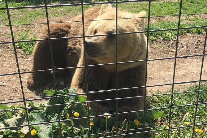 Bear Sanctuary and Bran Castle from Brasov - Price and what you’re really paying for (tickets are extra)