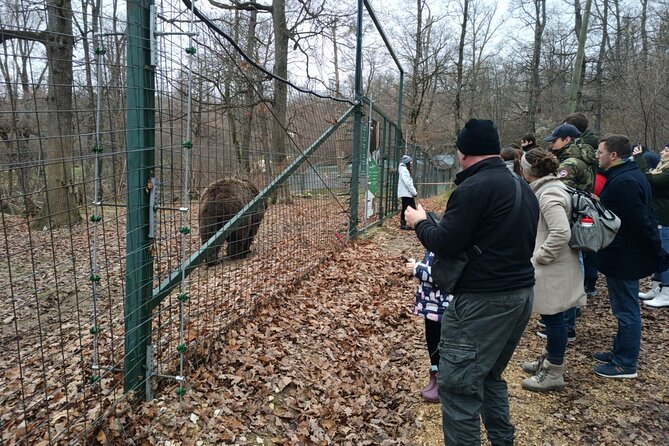 Bear Sanctuary and Bran Castle from Brasov - Liberty Bear Sanctuary Zarnesti, what you’ll actually see and how to handle it