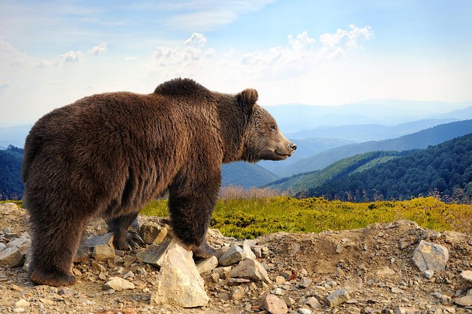 Bear Sanctuary and Bran Castle with a Professional Licensed Guide-Day Trip - Bran Castle with a professional licensed guide, minus the movie fantasy