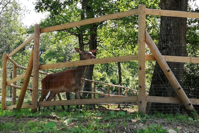 Bear Sanctuary and Dracula's Castle, 1-day Private Tour - Time management: how the day stays doable