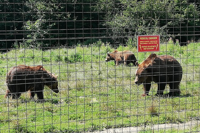 Bear Sanctuary and Dracula's Castle, 1-day Private Tour - Guides and the small things that change your day
