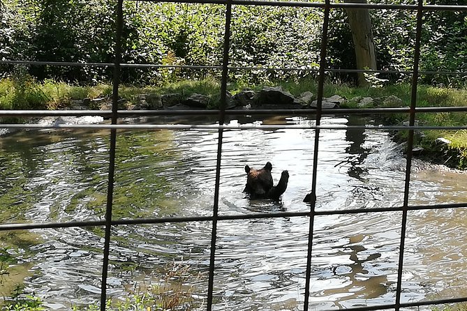 Bear Sanctuary and Dracula's Castle, 1-day Private Tour - Quick checklist for a smooth day