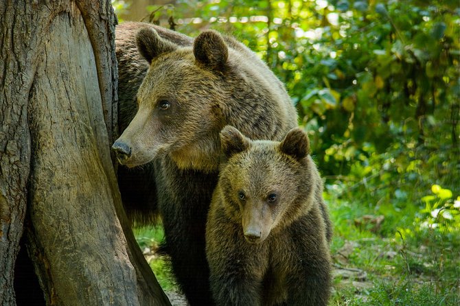 Bear Sanctuary and Dracula's Castle, 1-day Private Tour - Bran Castle: Dracula vibes with real medieval context