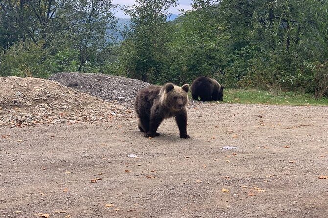 Bear Sanctuary & Rasnov Fortress - Private day tour from Bucharest - The drive from Bucharest: a long day, but managed well
