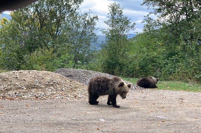 Bear Sanctuary & Rasnov Fortress - Private day tour from Bucharest - Who this private Bucharest tour is best for