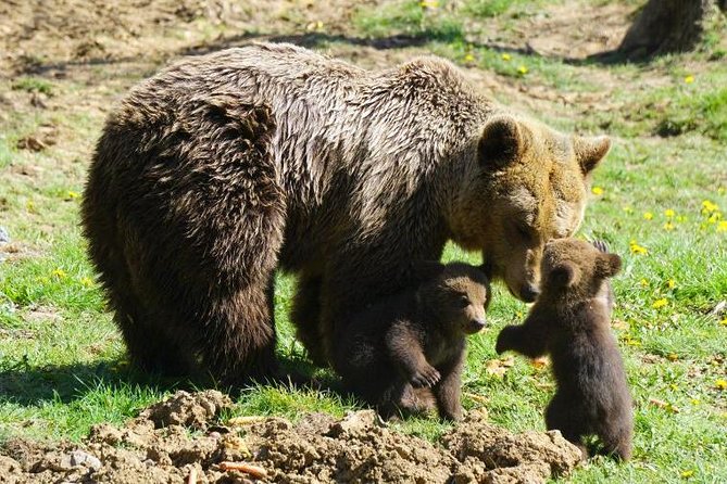 Bear Sanctuary & Rasnov Fortress - Private day tour from Bucharest - Should you book the Bear Sanctuary and Rasnov Fortress private tour?