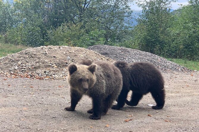 Bear Sanctuary & Rasnov Fortress - Private day tour from Bucharest - FAQ