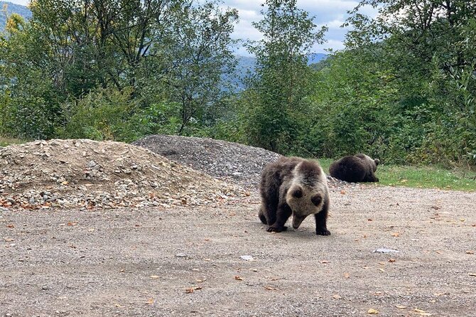 Bear Sanctuary & Rasnov Fortress - Private day tour from Bucharest - Entering Libearty Bear Sanctuary Zarnesti, where rescued bears roam