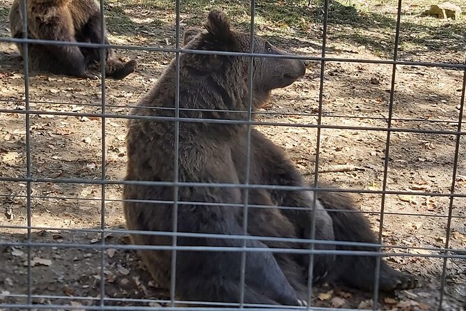 Bear Sanctuary Zarnesti,Bran Castle,Rasnov Fortres w/Hotel pickup - Liberty Bear Sanctuary Zarnesti: Playful rescues, big numbers, clear rules