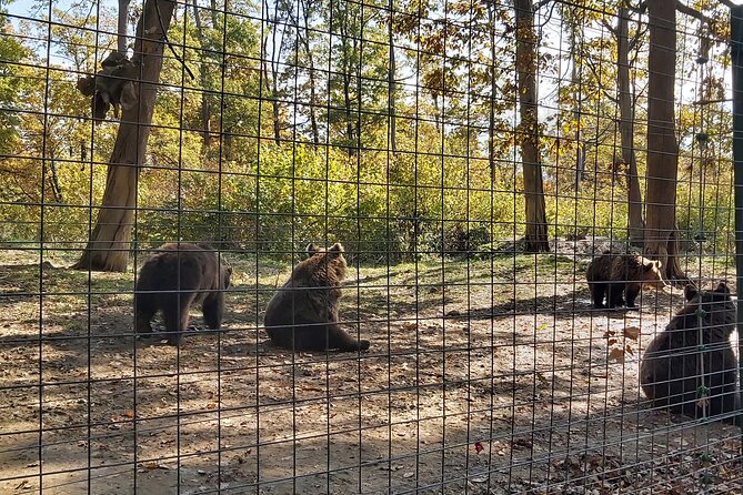 Bear Sanctuary Zarnesti,Bran Castle,Rasnov Fortres w/Hotel pickup - The guide effect: why Traian Bichea is a standout detail