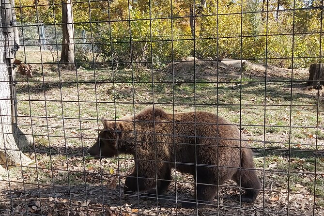 Bear Sanctuary Zarnesti,Bran Castle,Rasnov Fortres w/Hotel pickup - Price and value: what you’re paying for, and what you still need to cover