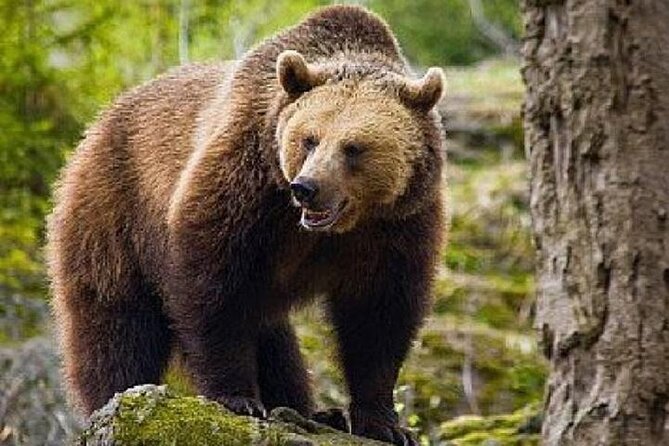 Bear Sanctuary Zarnesti,Bran Castle,Rasnov Fortres w/Hotel pickup - Bran Castle, Dracula’s Castle: Gothic vibes plus smart ticket handling
