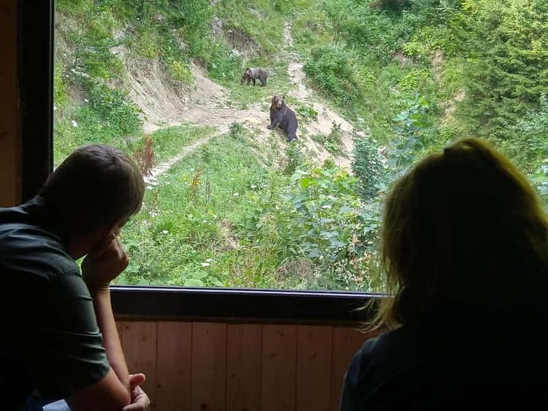 Bear watching experience in the wild - Key things I’d prioritize before you go