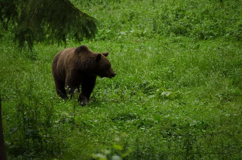Bear watching experience in the wild - Why bear watching in Transylvania feels more real
