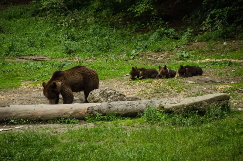 Bear watching experience in the wild - The ranger meeting point: rules that keep bears wild