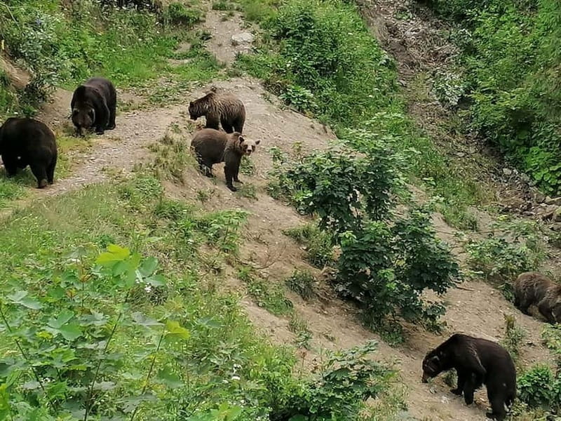 Bear watching experience in the wild - Getting there from Brasov: a simple drive with a clear goal