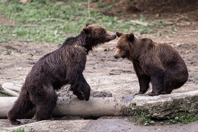 Bear watching experience near Brasov - Key highlights worth getting excited about