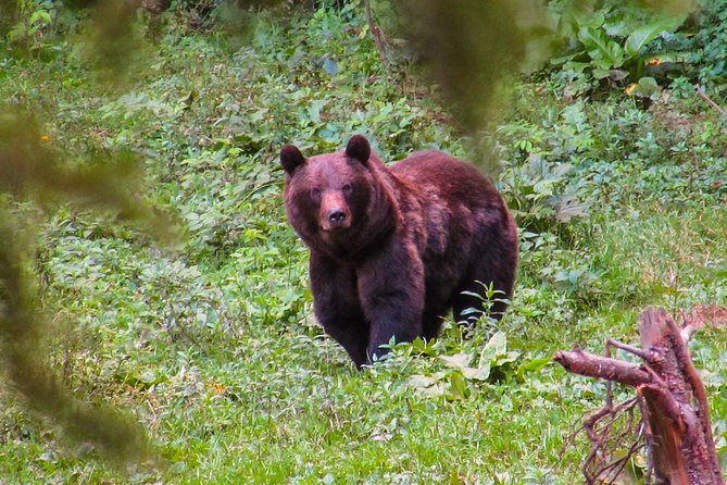 Bear watching experience near Brasov - Why brown bears near Brasov feels different from zoo viewing