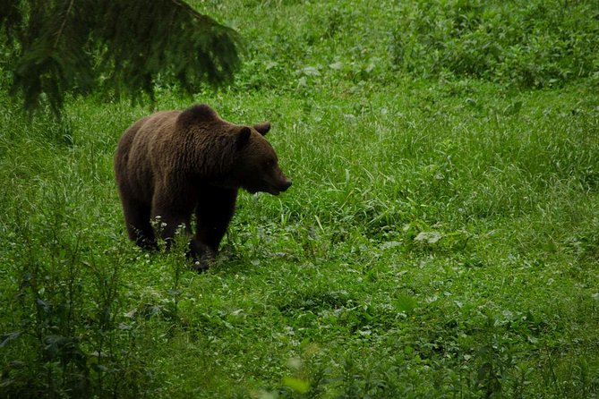 Bear watching experience near Brasov - Brasov hotel pickup and the ride into the forest