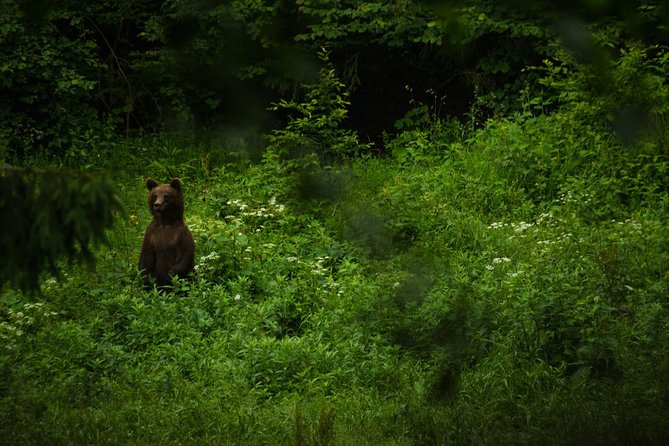 Bear watching experience near Brasov - The bear hide routine: silence, distance, and the 3-meter view