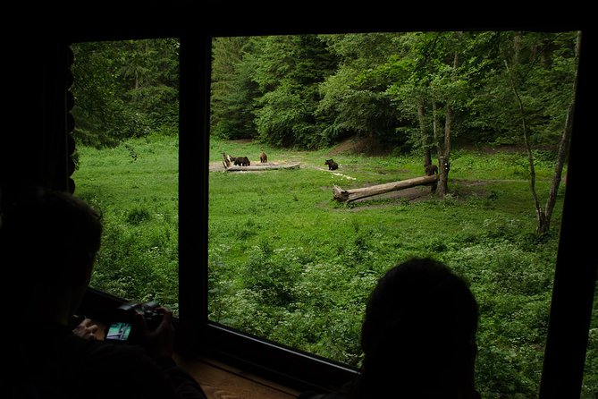 Bear watching experience near Brasov - The one big risk: no refund if bears do not show up