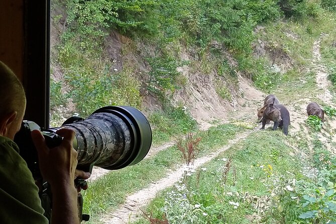 Bear watching experience near Brasov - The 4:00 pm departure, and why late afternoon works