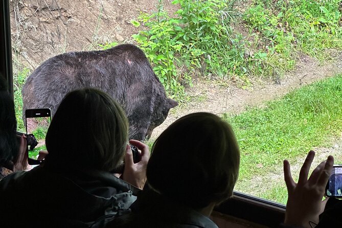 Bear Watching In Brasov: Observe Wild Bears From A Hideout (100%) - Key things you should know before you go