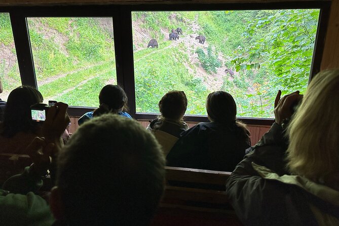 Bear Watching In Brasov: Observe Wild Bears From A Hideout (100%) - Why a bear hideout near Brasov is the smart way to watch