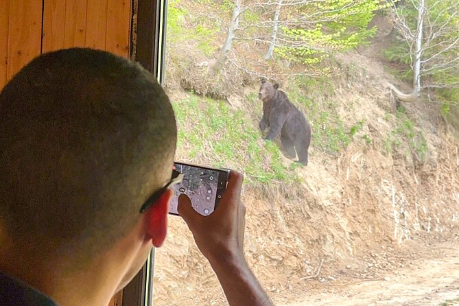 Bear Watching In Brasov: Observe Wild Bears From A Hideout (100%) - Comfort and prep tips for late-afternoon forest watching