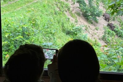 Bear Watching In Brasov: Observe Wild Bears From A Hideout (100%)