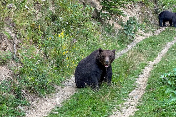 Bear Watching In Brasov: Observe Wild Bears From A Hideout (100%) - Price and value: is $98.78 worth it?
