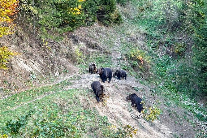 Bear Watching In Brasov: Observe Wild Bears From A Hideout (100%) - Who this tour suits best (and who might prefer something else)