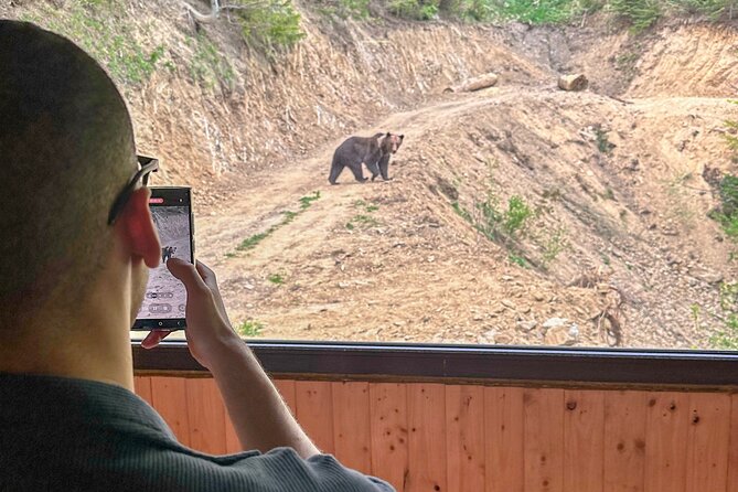 Bear Watching In Brasov: Observe Wild Bears From A Hideout (100%) - Optional Bran Castle add-on if you want more Dracula vibes