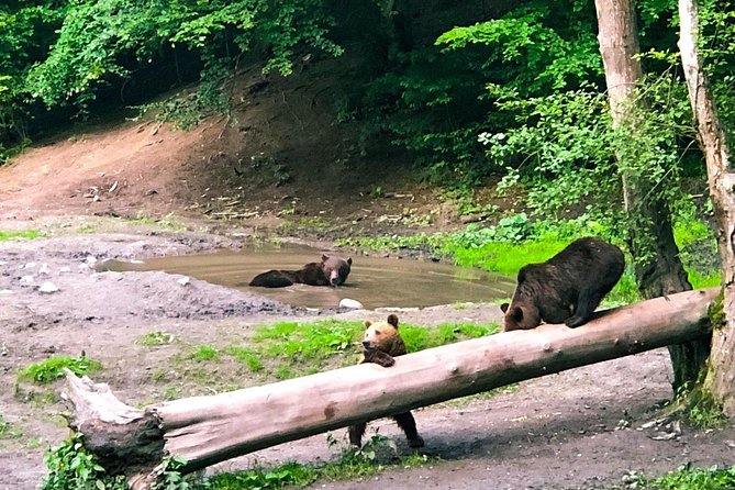 Bear Watching in The Wild from Brasov (100 %) - Brown bears in Transylvania: what you’re really signing up for