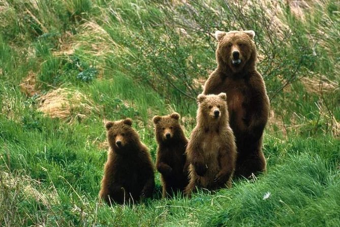 Bear Watching in The Wild from Brasov (100 %) - The forest session in Discovery Transylvania: how the viewing actually works