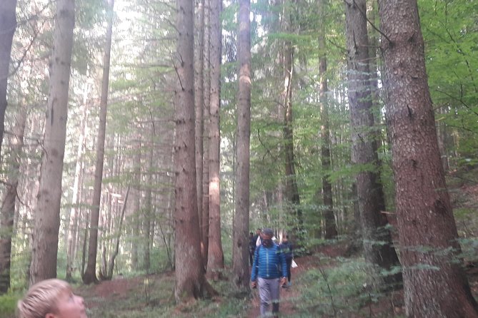 Bear Watching in The Wild from Brasov (100 %) - The observer cabin reality check (and how to handle it)