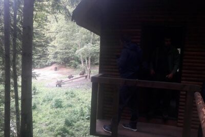 Bear Watching in The Wild from Brasov (100 %)