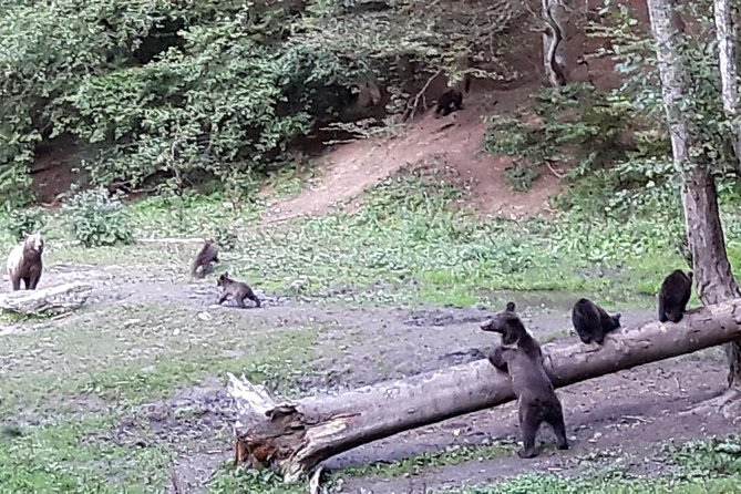 Bear Watching in The Wild from Brasov (100 %) - Ranger-led safety and close viewing: why the rules are strict