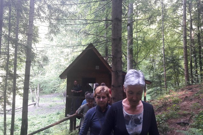 Bear Watching in The Wild from Brasov (100 %) - Who this tour fits best, and who might want to skip it