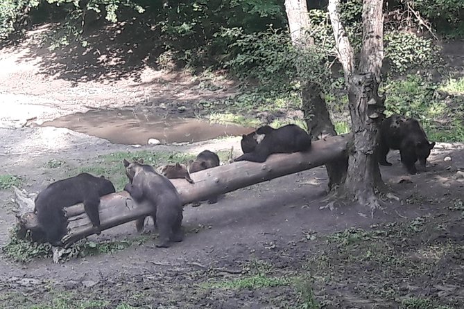 Bear Watching in The Wild from Brasov (100 %) - Price and value: what $120.47 really covers