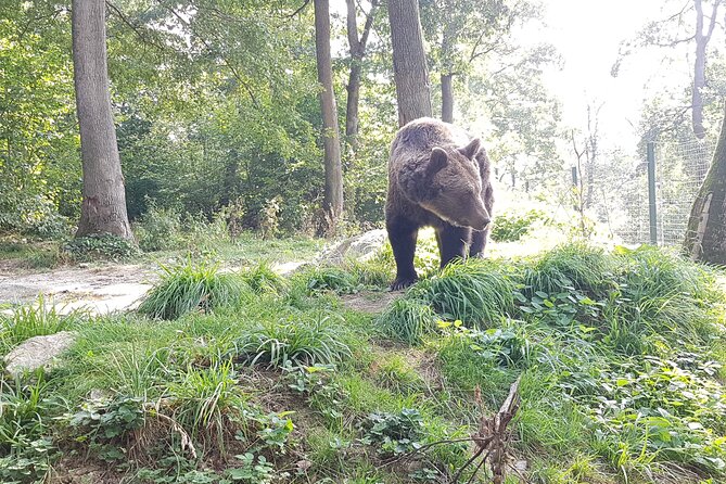 Bears Sanctuary, Dracula Castle and Brasov City - Full Day Trip from Bucharest - Why this Bucharest day trip makes sense for first-timers