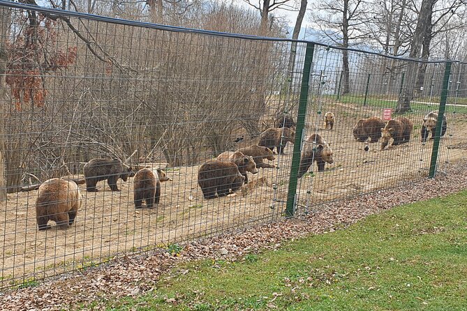 Bears Sanctuary, Dracula Castle and Brasov City - Full Day Trip from Bucharest - Liberty Bear Sanctuary Zarnesti: where rescue stories change the whole visit