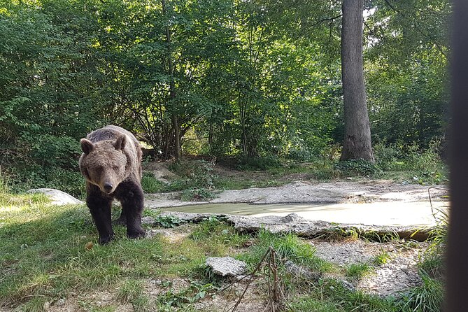 Bears Sanctuary, Dracula Castle and Brasov City - Full Day Trip from Bucharest - Who should book this trip, and who should think twice