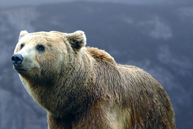 Bears Sanctuary, Dracula's Castle, Brasov Day Trip Private Tour from Bucharest - How private pickup and an English guide change the whole day