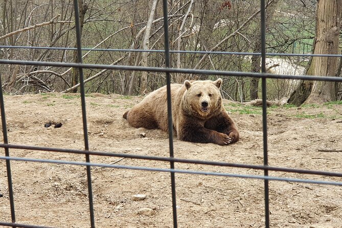 Bears Sanctuary, Dracula's Castle, Brasov Day Trip Private Tour from Bucharest - Bran Castle, Dracula’s name, and what you should actually look for
