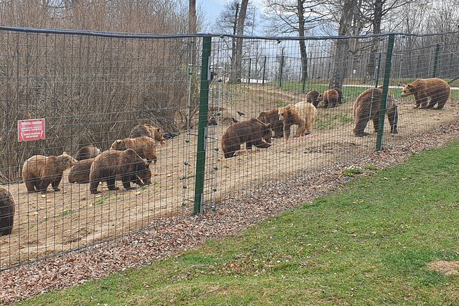 Bears Sanctuary, Dracula's Castle, Brasov Day Trip Private Tour from Bucharest - Timing, pacing, and how to not hate the long day