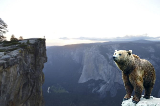 Bears Sanctuary, Dracula's Castle, Brasov Day Trip Private Tour from Bucharest - Libearty Bear Sanctuary Zarnesti, the emotional wildlife stop