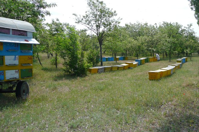 Bees Adventure in Romania - Private Day Trip from Bucharest - Honeybee products tasting for dessert: turning learning into flavor