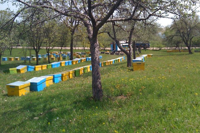 Bees Adventure in Romania - Private Day Trip from Bucharest - In the apiary with Nicolas: learning bee behavior the practical way